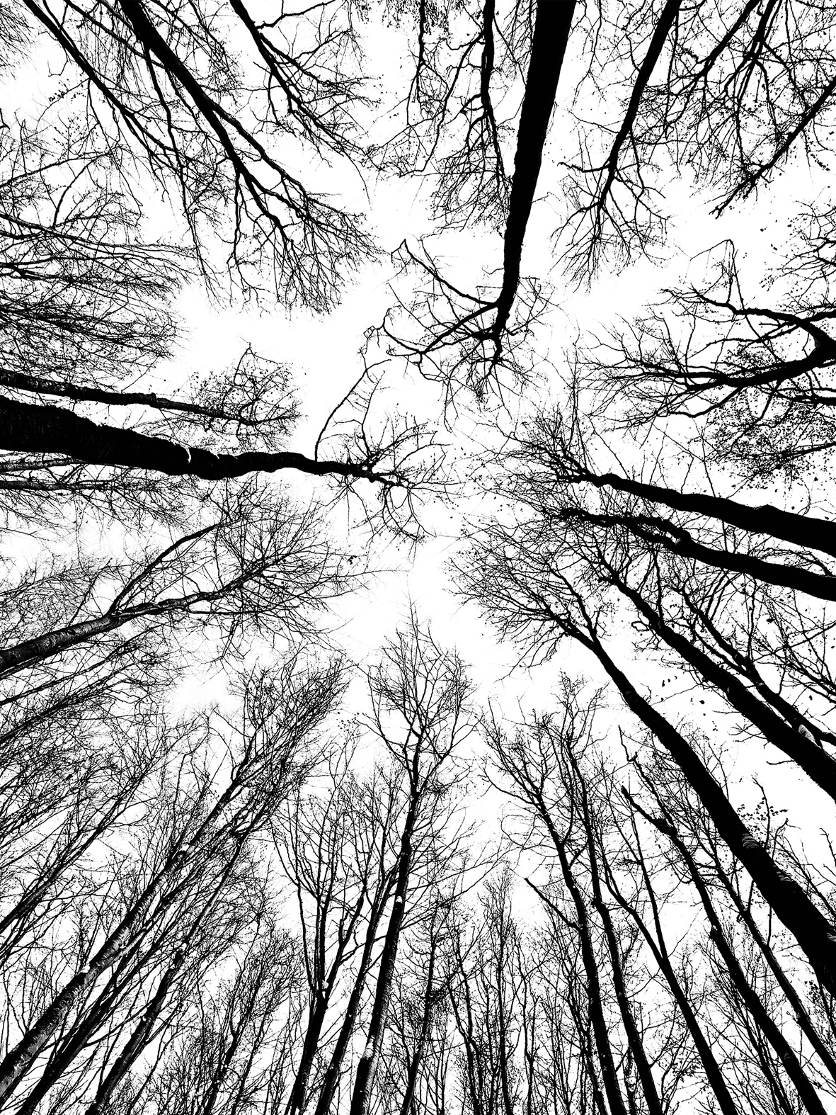 تپستری درخت زندگی ابعاد متنوع کیفیت بالا بهترین قیمت