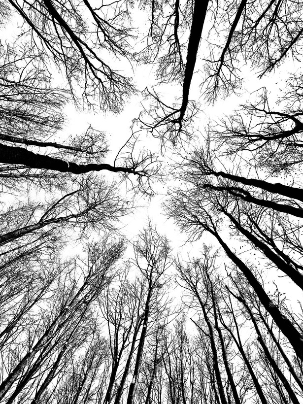 تپستری درخت زندگی ابعاد متنوع کیفیت بالا بهترین قیمت