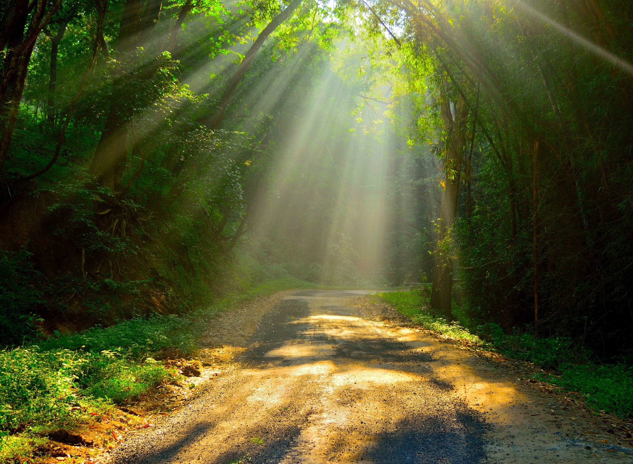 خرید تپستری تنوع ابعاد رنگ طرح